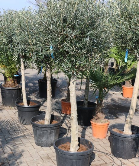 Kaufen Sie einen Olivenbaum mit einem hohen Stamm mit einer Höhe von 190 cm