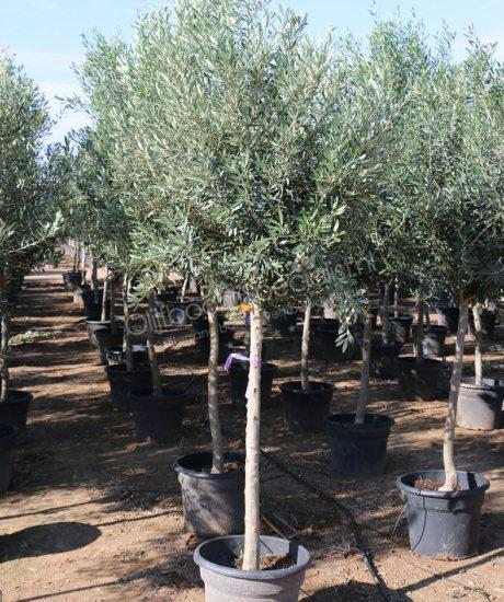 Kaufen Sie einen Olivenbaum mit hohem Stamm