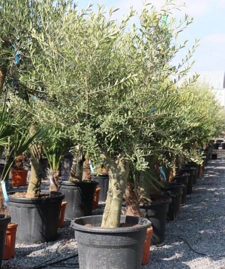 Kaufen Sie einen Olivenbaum mit niedrigem Stamm und einer Höhe von 180 cm