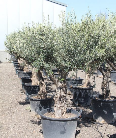 Kaufen Sie einen Olivenbaum mit einem niedrigen Stamm mit einer Höhe von 200 cm