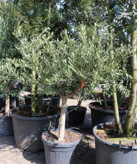 Kaufen Sie einen Olivenbaum mit niedrigem Stamm