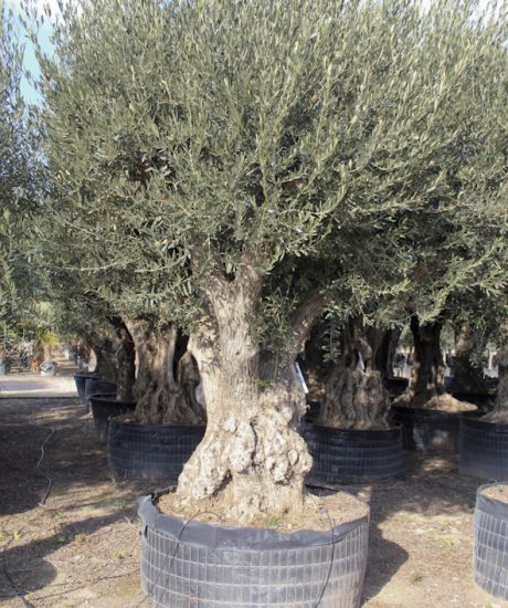 Olivenbaum regional aus den Pyrenäen ohne Topf mit einem Stammumfang von 100 bis 120 cm