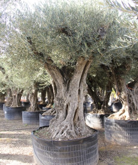 Olivenbaum regional aus den Pyrenäen ohne Topf mit einem Stammumfang von 120 bis 140 cm
