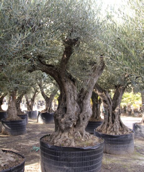 Olivenbaum regional aus den Pyrenäen ohne Topf mit einem Stammumfang von 140 bis 160 cm