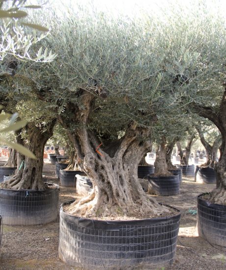 Olivenbaum regional aus den Pyrenäen ohne Topf mit einem Stammumfang von 160 bis 180 cm