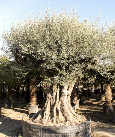 Olivenbaum regional aus den Pyrenäen ohne Topf mit einem Stammumfang von 180 bis 200 cm