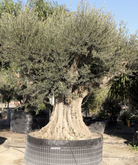 Olivenbaum regional aus den Pyrenäen ohne Topf mit einem Stammumfang von 200 bis 220 cm