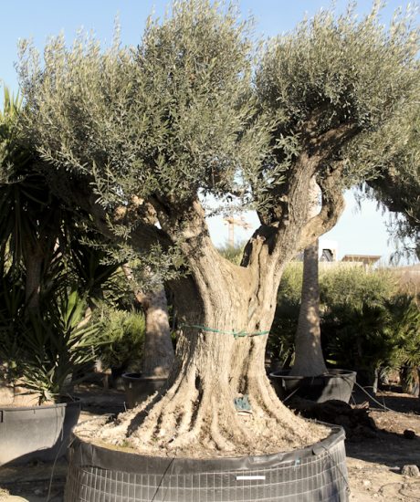 Olivenbaum regional aus den Pyrenäen ohne Topf mit einem Stammumfang von 220 bis 240 cm