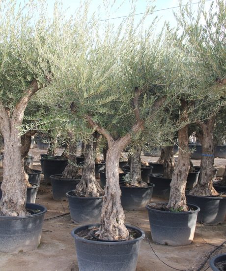 Olivenbaum aus den Pyrenäen. Kaufen Sie in voller Größe