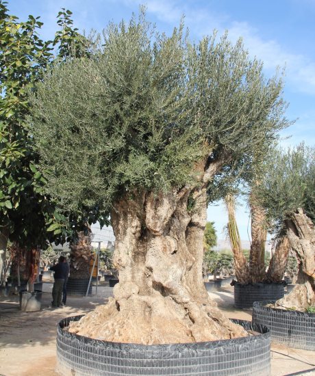 Regionaler Olivenbaum aus den Pyrenäen ohne Topf im Alter von 600 bis 650 Jahren