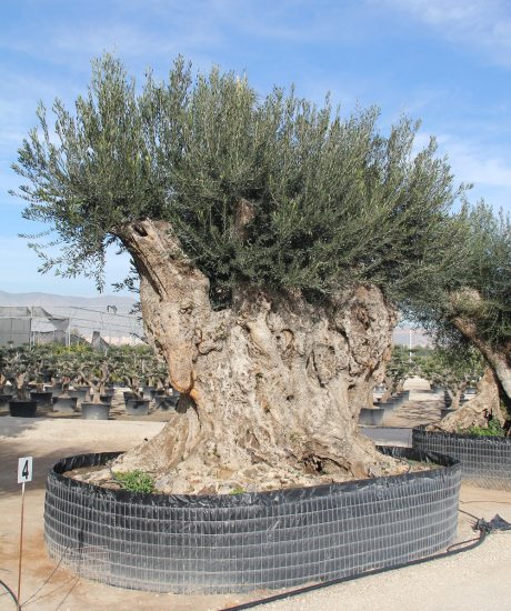 Regionaler Olivenbaum aus den Pyrenäen ohne Topf um 700 bis 750 Jahre alt