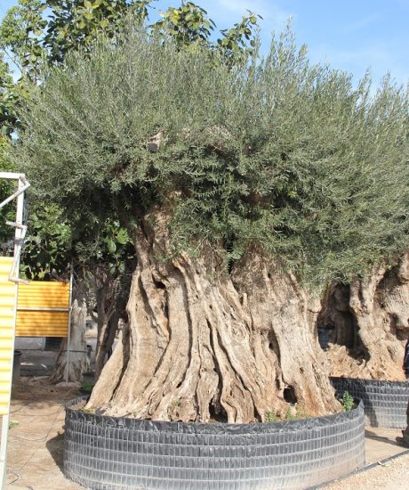 Regionaler Olivenbaum aus den Pyrenäen ohne Topf um 800 bis 850 Jahre alt
