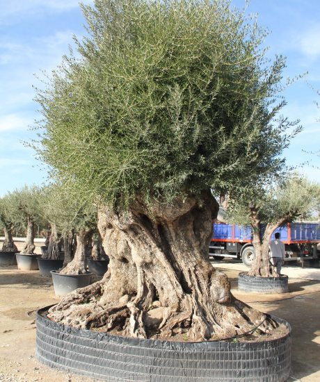 Regionaler Olivenbaum aus den Pyrenäen ohne Topf um 900 bis 950 Jahre alt