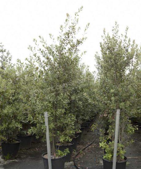 Quercus Ilex kaufen strauchform