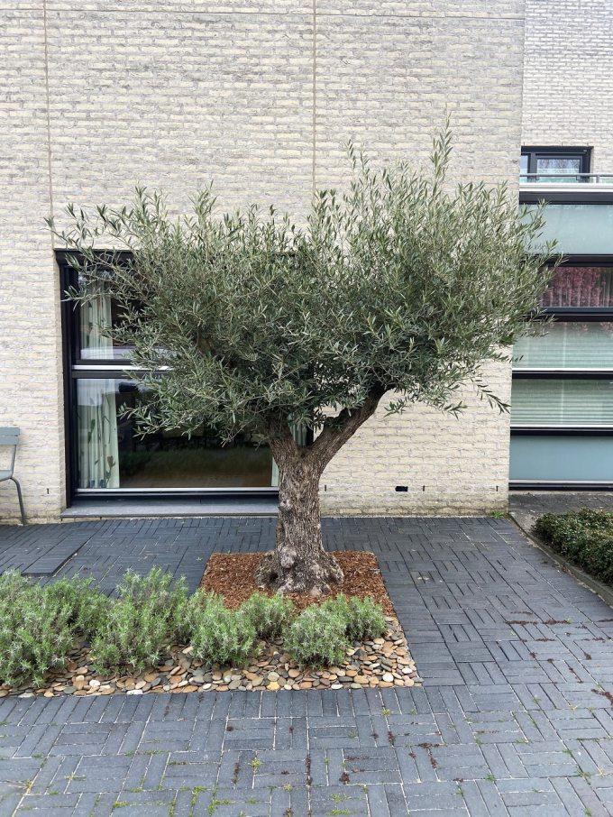 Olivenbaum kaufen? Fur einen kultivierten Olivenbaum, Bonsai Olivenbaum  oder regionalen Olivenbaum aus den Pyrenen schauen Sie beim Olivenbaum  Spezialist - Blog