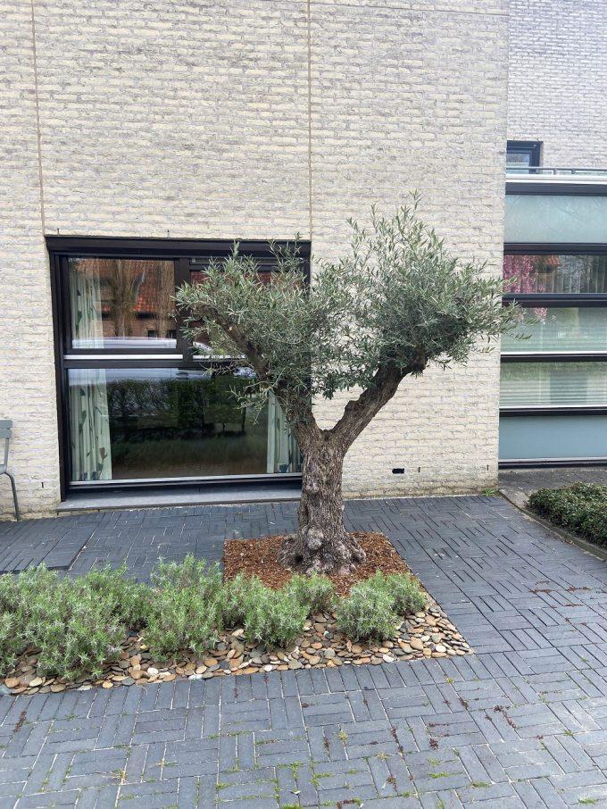 Olivenbaum kaufen? Fur einen kultivierten Olivenbaum, Bonsai Olivenbaum  oder regionalen Olivenbaum aus den Pyrenen schauen Sie beim Olivenbaum  Spezialist - Blog
